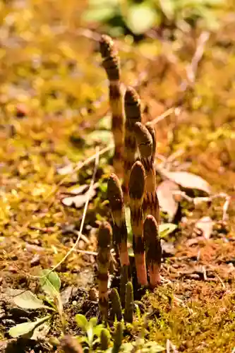 相峰神社(愛媛県)