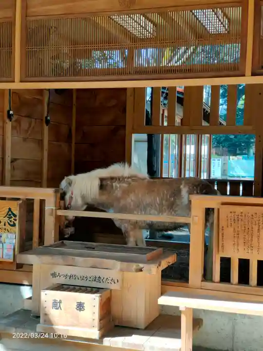 平塚八幡宮の動物