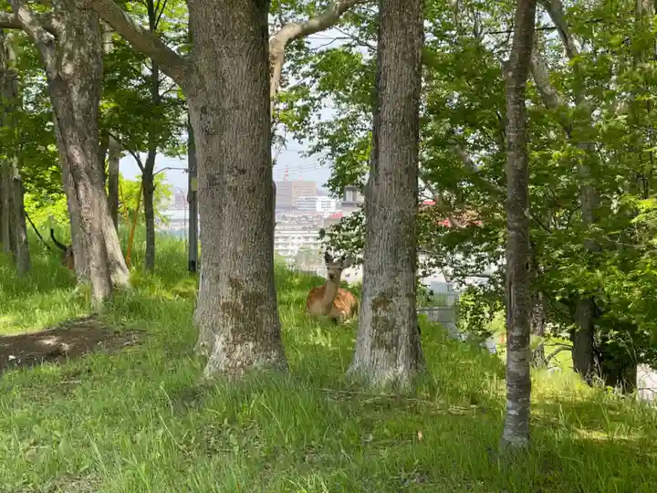 釧路一之宮 厳島神社の動物