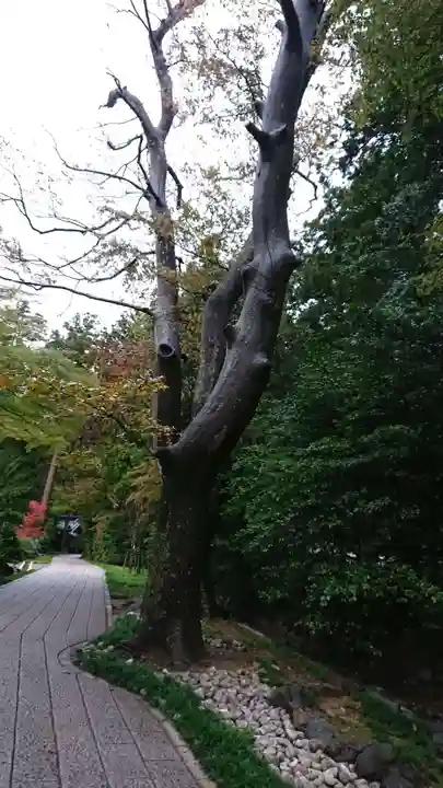 彌彦神社の自然