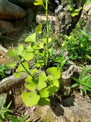 忌宮神社の自然