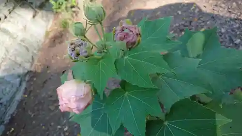 千代ケ岡八幡宮の自然