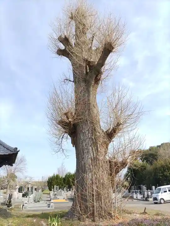 徳性寺(埼玉県)