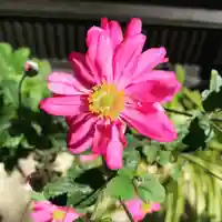 豊景神社の自然