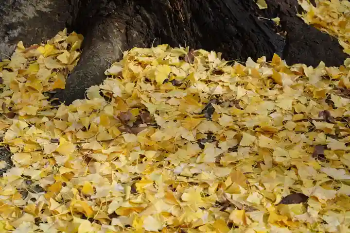 阿邪訶根神社の自然