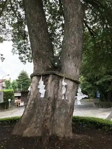 鎮守氷川神社の自然