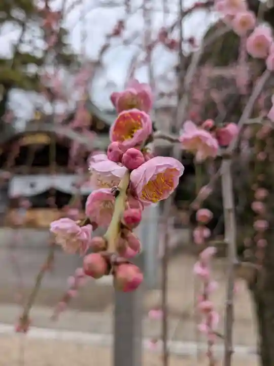 布多天神社(東京都)