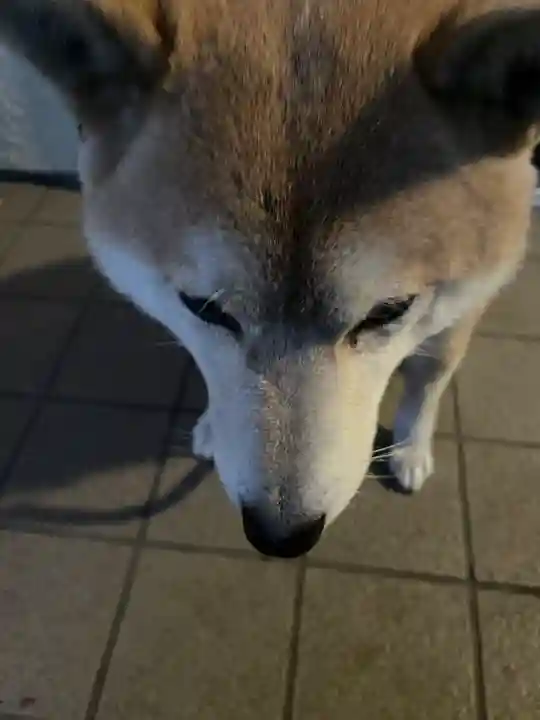 笠䅣稲荷神社(神奈川県)