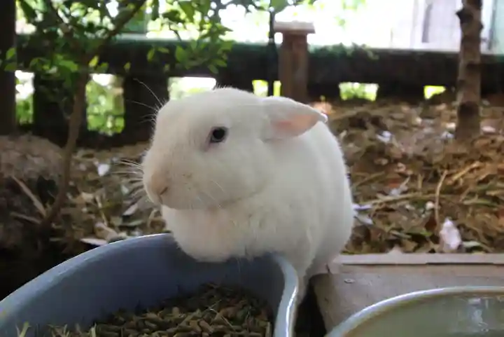 太子堂八幡神社の動物