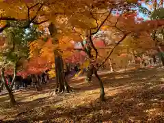 東福禅寺（東福寺）の自然