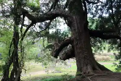 熊野大権現堂の自然