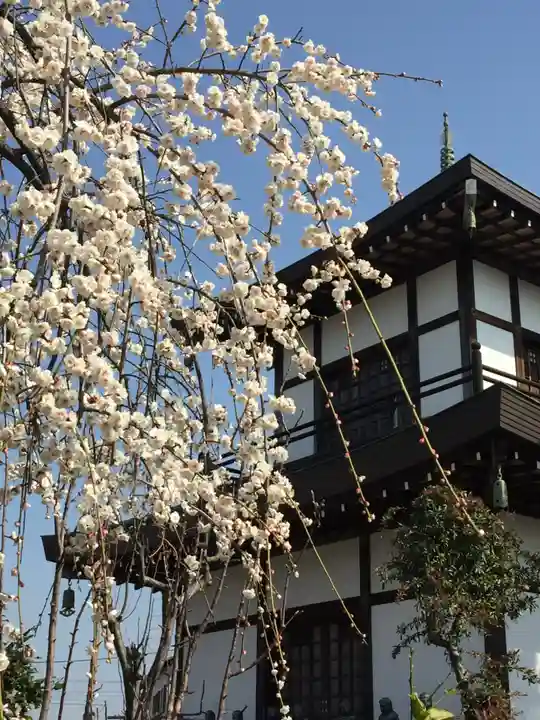 岩槻大師彌勒密寺の自然