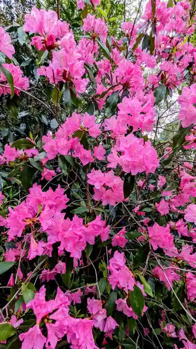 櫻木神社の自然