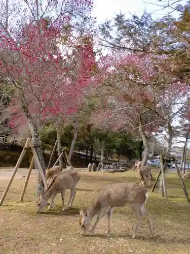 春日大社の動物