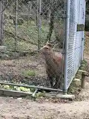 宝満宮竈門神社の動物