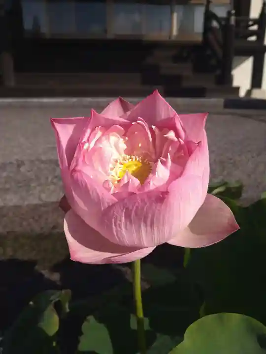 雨竜 専福寺(北海道)