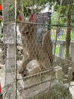 千種稲荷神社の狛犬