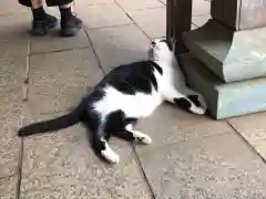 王子神社の動物