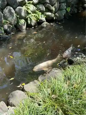 玉村八幡宮(群馬県)