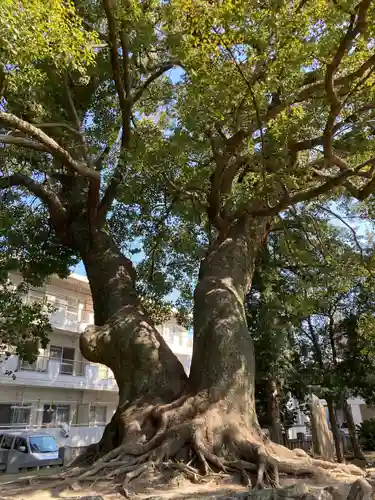 東山神社の自然