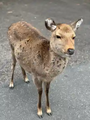金華山黄金山神社の{uncategorized: "未分類", other: "その他", undefined: "問題あり", building: "その他建物", grave: "お墓", sacred_gate: "鳥居", guardian: "狛犬", statue: "像", buddha: "仏像", history: "歴史", nature: "自然", garden: "庭園", animal: "動物", pagoda: "塔", temizu: "手水舎", mountain_gate: "山門・神門", sanctuary: "本殿・本堂", subordinate: "末社・摂社", art: "芸術", scenery: "景色", jizo: "地蔵", ema: "絵馬", goshuin: "御朱印", omikuji: "おみくじ", items: "授与品その他", amulet: "お守り", goshuincho: "御朱印帳", eats: "食事", festival: "お祭り", votive_dance: "神楽", shichigosan: "七五三参", wedding: "結婚式", experience: "体験その他", initially: "初詣", around: "周辺", anti_infection: "感染症対策"}