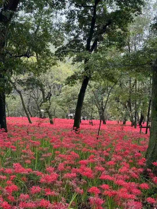高麗神社(埼玉県)