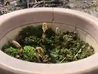 木舟山 順教寺(広島県)