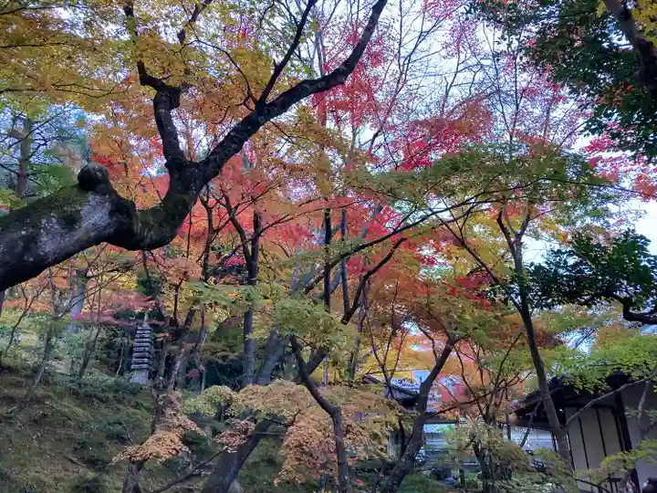 常寂光寺の自然