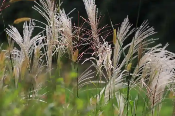 大六天麻王神社の自然