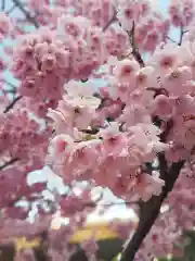 櫛田神社の自然