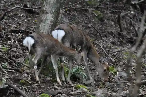 大山阿夫利神社の動物