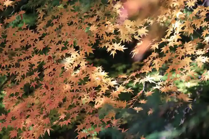 霊山神社の自然