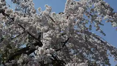 平野神社(京都府)