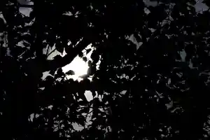 くまくま神社(導きの社 熊野町熊野神社)の自然(2021年09月18日(土) 19時32分48秒投稿)