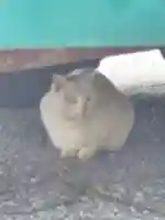 今戸神社(東京都)