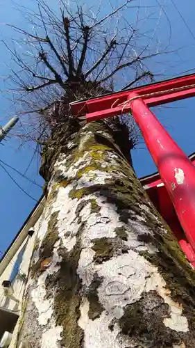 諏訪坂稲荷神社の自然