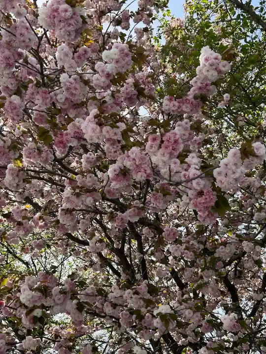 櫻木神社の自然
