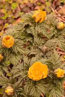 金峰神社(高知県)