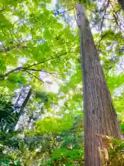 阿夫利神社の自然