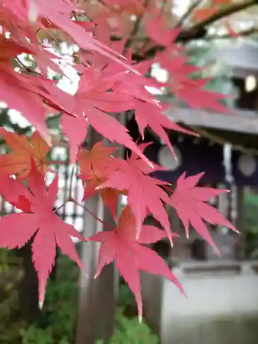 阿佐ヶ谷神明宮の自然