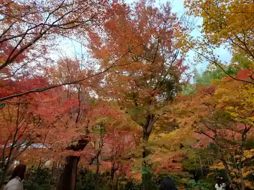 圓光寺(京都府)