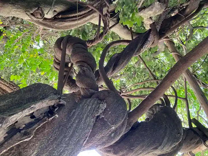 豊藤稲荷神社の自然