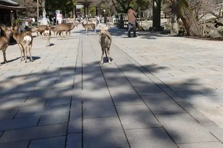 東大寺 法華堂(三月堂)の動物