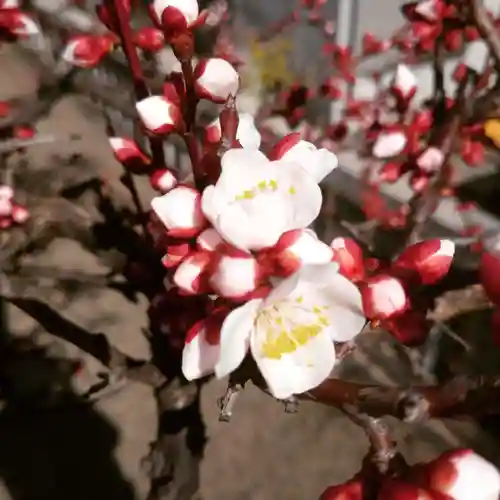 元郷氷川神社の自然