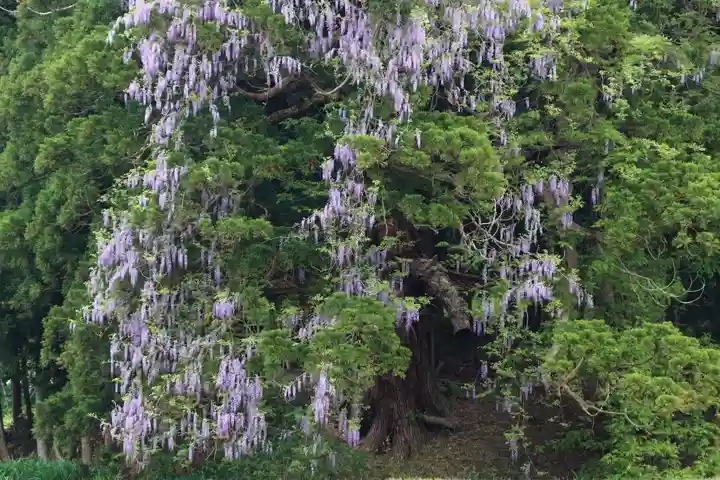 熊野大権現堂の自然