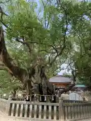 大山祇神社の自然