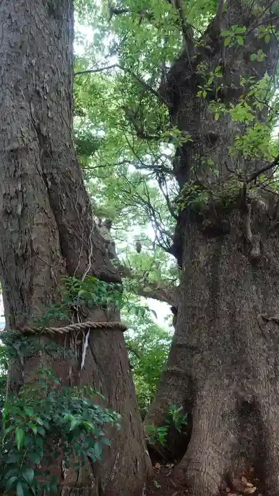 今宮神社の自然