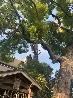 楠玉龍神の自然