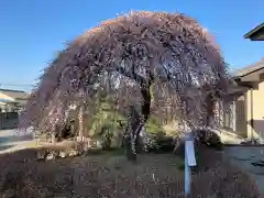 朝日森天満宮の自然