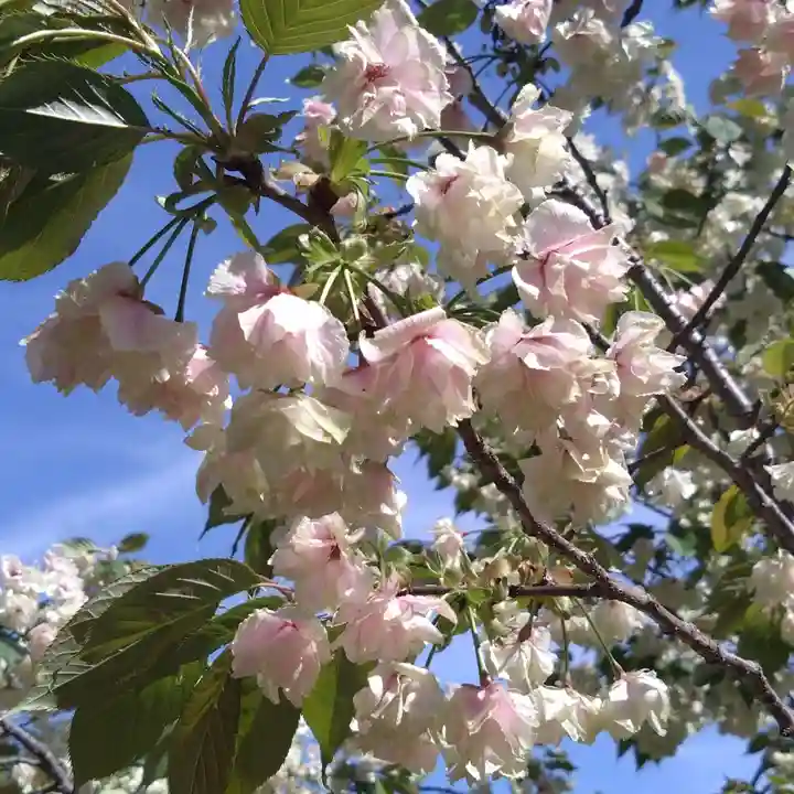 上地八幡宮(愛知県)
